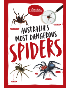 Australia's Most Dangerous Spiders : Australian Geographic