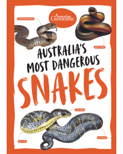 Australia's Most Dangerous Snakes : Australian Geographic